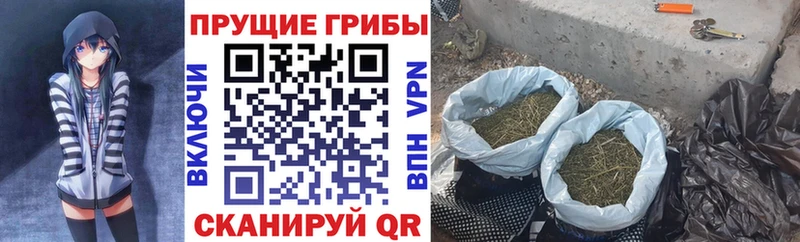 купить сайты Олонец Псилоцибиновые грибы Psilocybine cubensis